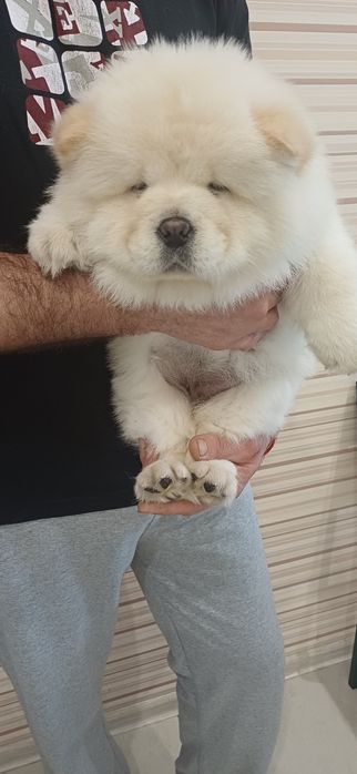 Чау чау,хлопчики і дівчатка,КСУ FCI