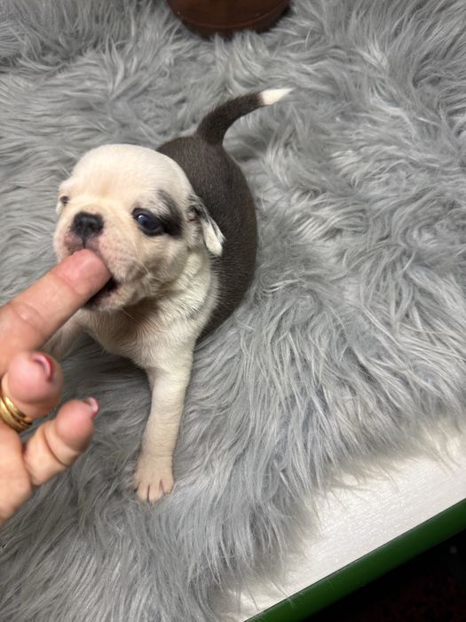 Menina  “Pug Panda “ lindissima.