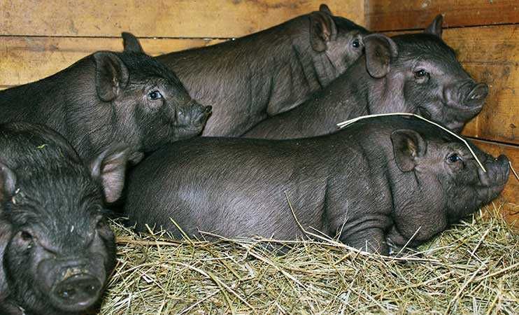 Продам в'єтнамські поросята, деталі в описі