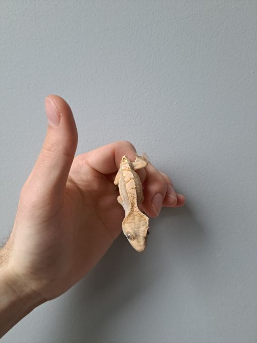 Młode gekon orzęsiony