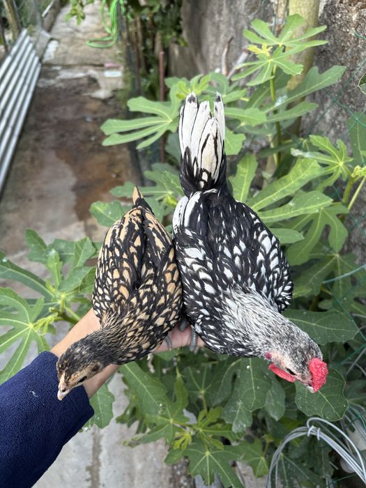 Sebright e perus