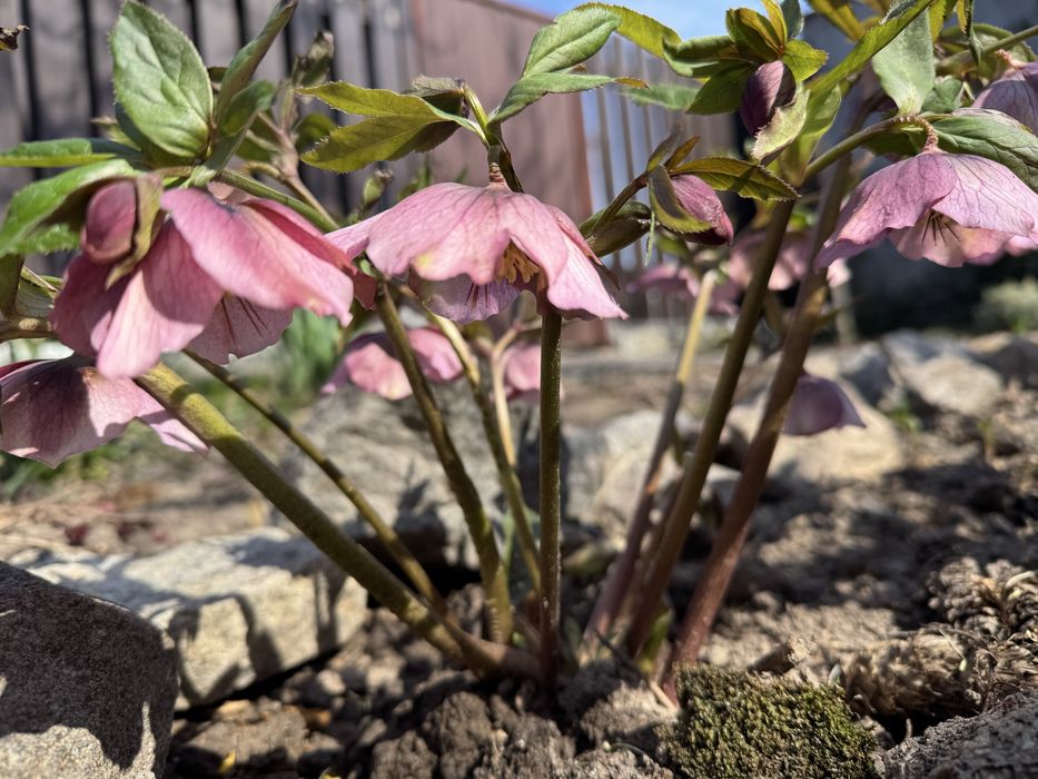горіх дерево сукуленти роза чемерник живучка