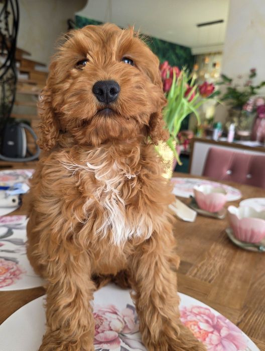 Cockapoo chłopiec Denis   Cocker spaniel i pudel