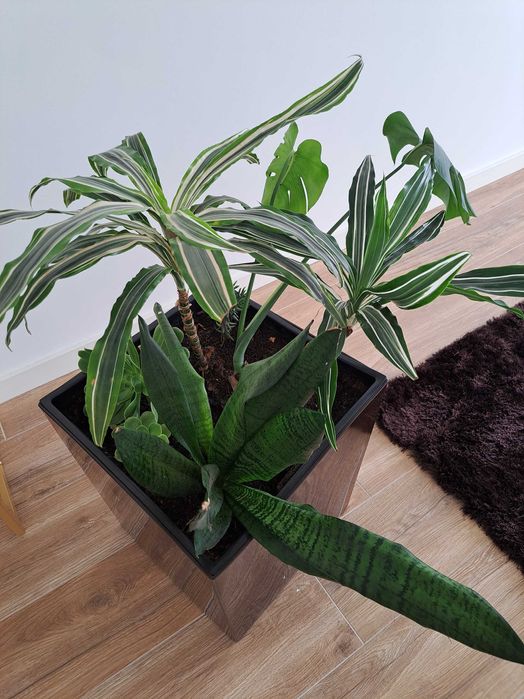 Planta de interior + vaso - Só 22€