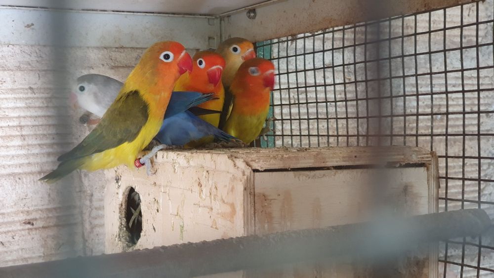 Agapornis fischers para cedência.