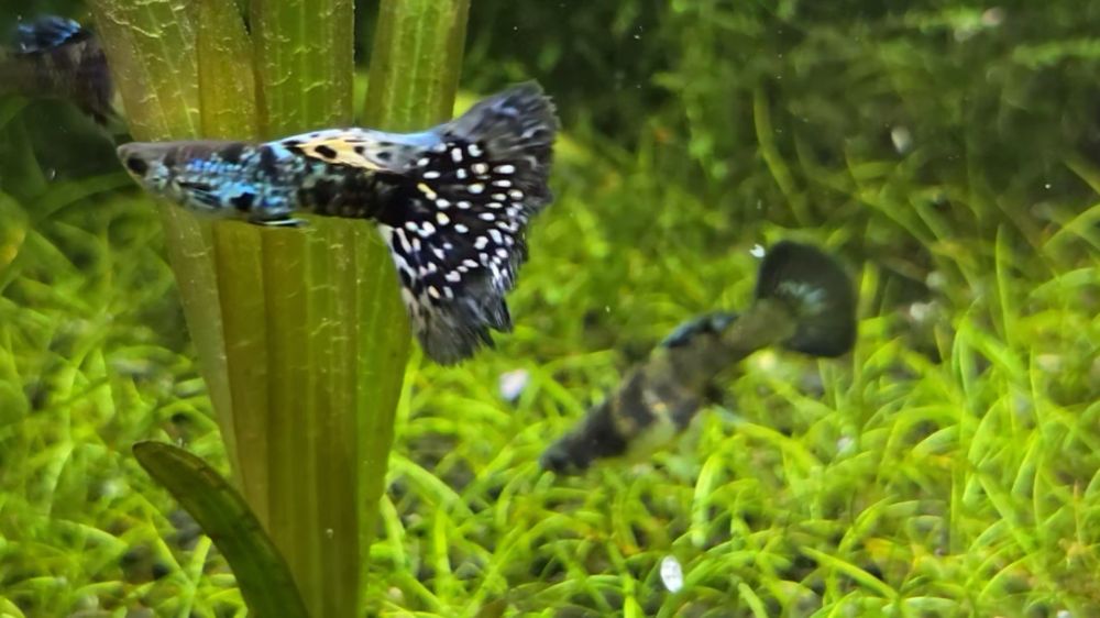 Gupik Blue Tiger King Cobra

Sprzedaje młode osobniki Wybarwiające się