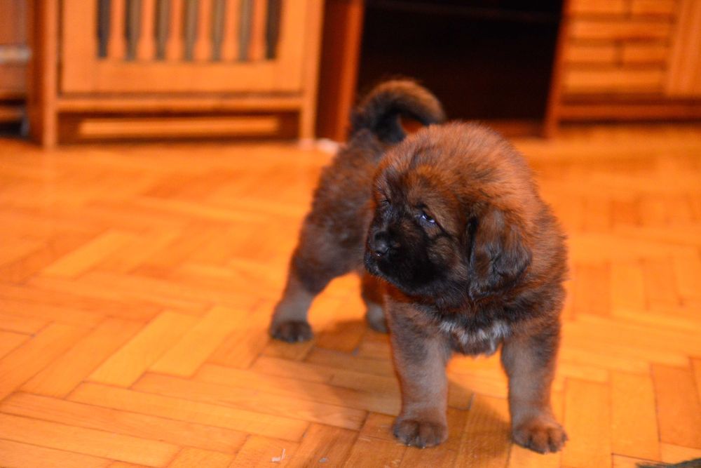 Mastif Tybetański  piesek