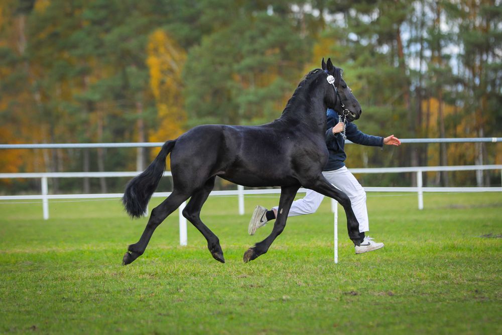 Klacz Fryzyjska - Carrera R. Imperial Stable