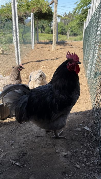 Ovos férteis de Jersey Gigante (Jersey Giant chicken)