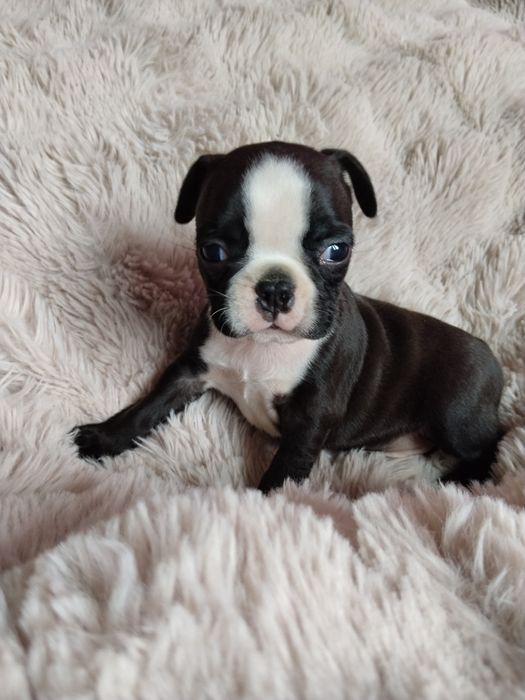 Boston terrier piesek