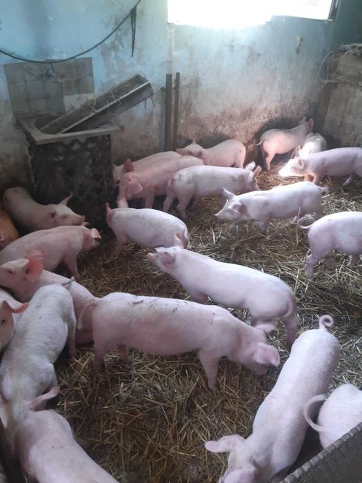 Sprzedam prosięta mięsne