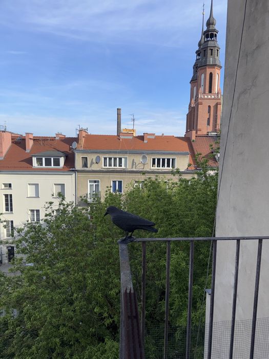 Do wynajecia mieszkanie 3pok Opole,crntrum