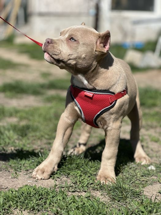 Американский Буллі стандарт