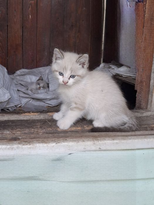 Віддам кошенят в добрі руки