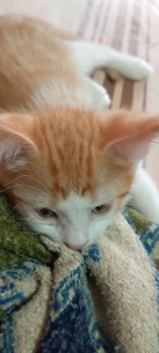 Котята очень красивые даром