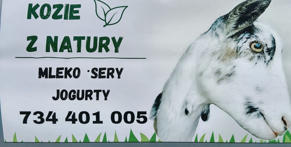 Mleko , sery i jogurt kozi