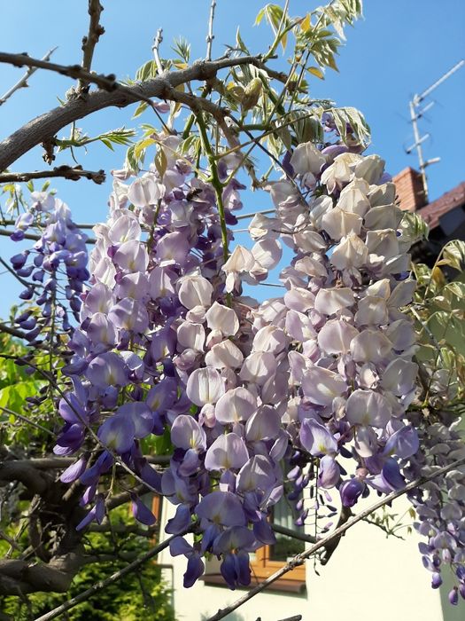 Glicynia sadzonki ok 1-2mb możliwość wysyłki