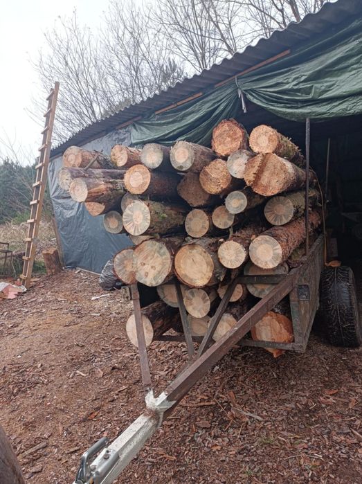 Opal sosna sucha i świeża