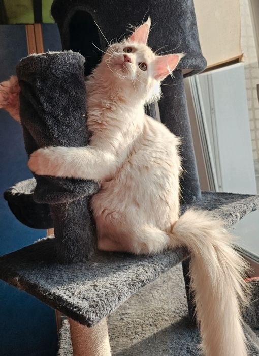 Мейн-кун котёнок,  белый солид