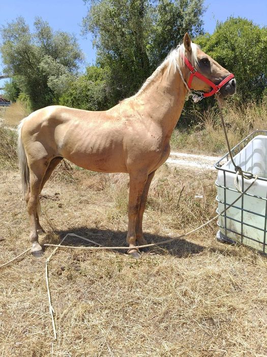 Cavalo palomino 7anos