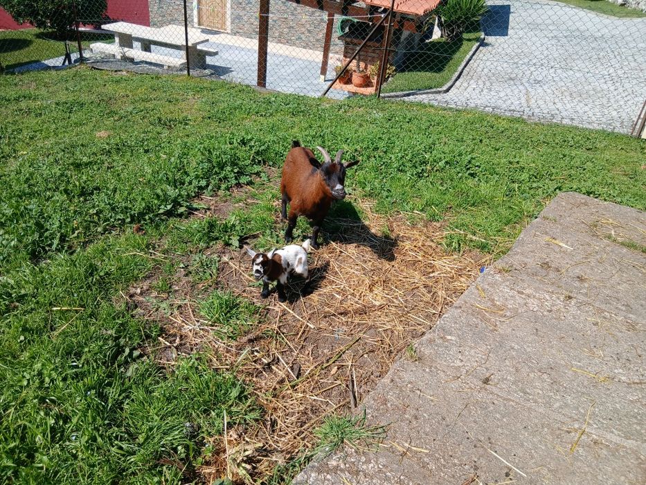Vendo uma cabra anã com uma cria