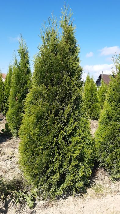 Mega gruba Tuja smaragd ( Tuja szmaragd) 160-180 cm wysokości