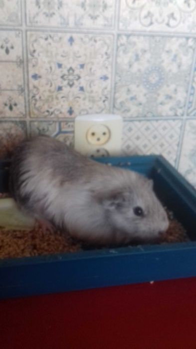 Морская свинка продам