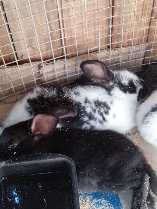 Продам кролей на развод/на м'ясо.