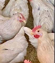 10месяцев крос ломан