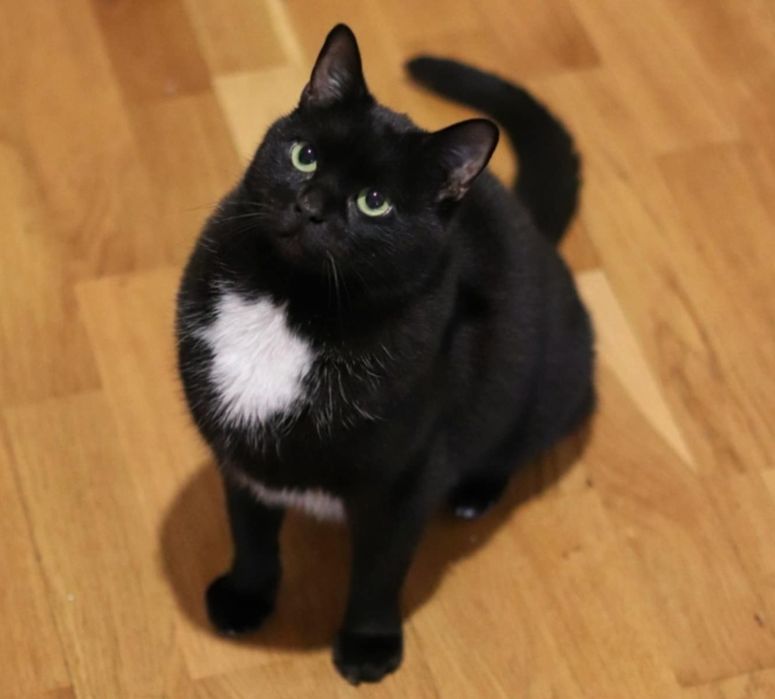 Czarny biały duży kocur kot