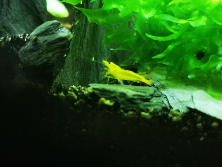 Caridina Yellow king kong