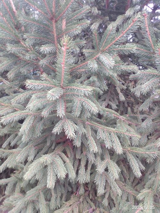 Ель ёлка Норман сосна