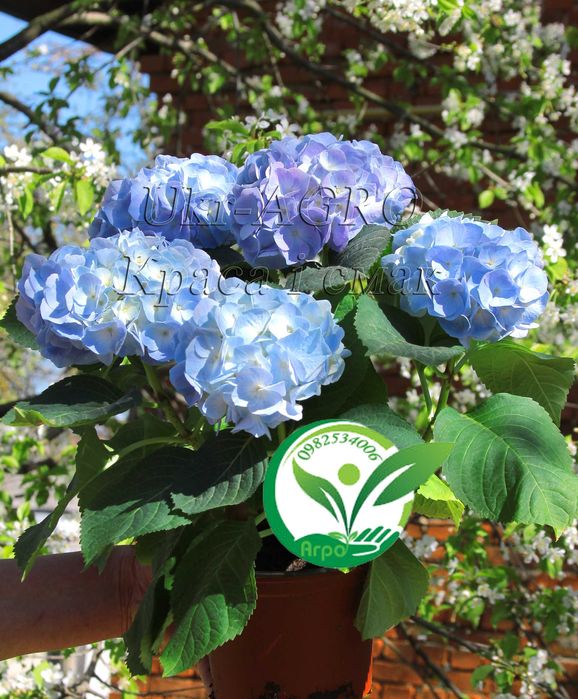 Саджанці гортензії широколистої, блакитна (голуба синя) Broad-leaved