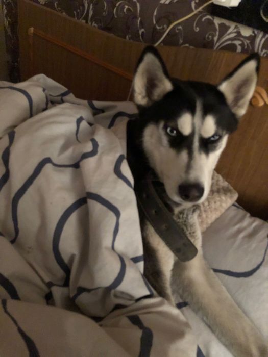 Хаскі дівчинка в добрі руки безкоштовно