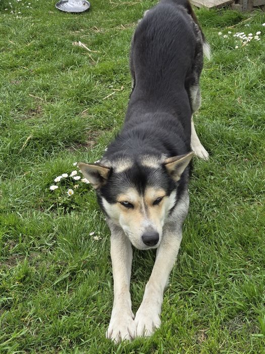Mieszaniec husky szuka domu