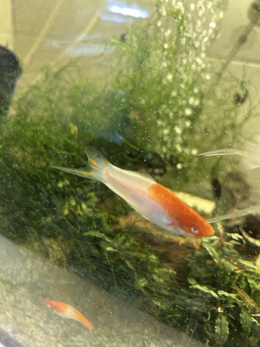 Sprzedam samce koi