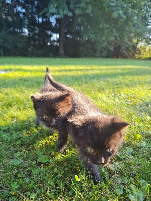 4 urocze kociaki szukają kochających domów!