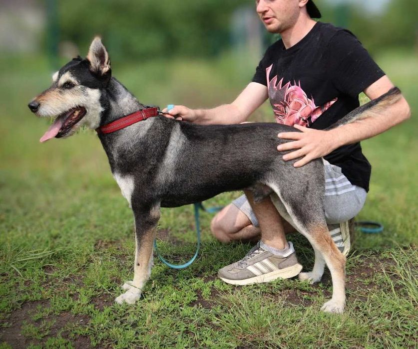 super pieseczek do adopcji
