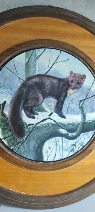 Stary obraz Łasica Kuna leśna. Mysliwy