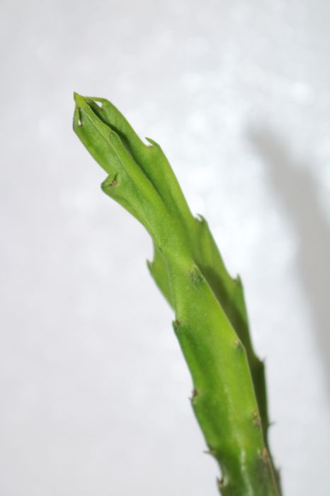 Vendo stapelia grandiflora