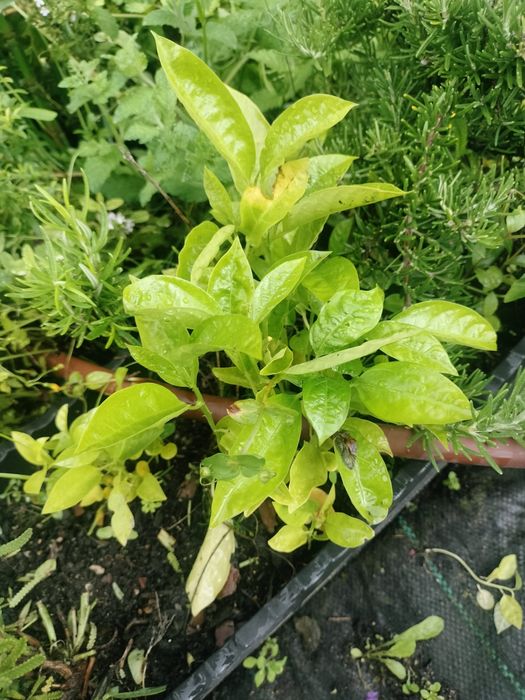 Planta Maracujá enraizado