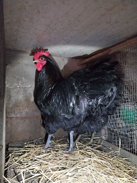 Rhode Island Red poedeiras