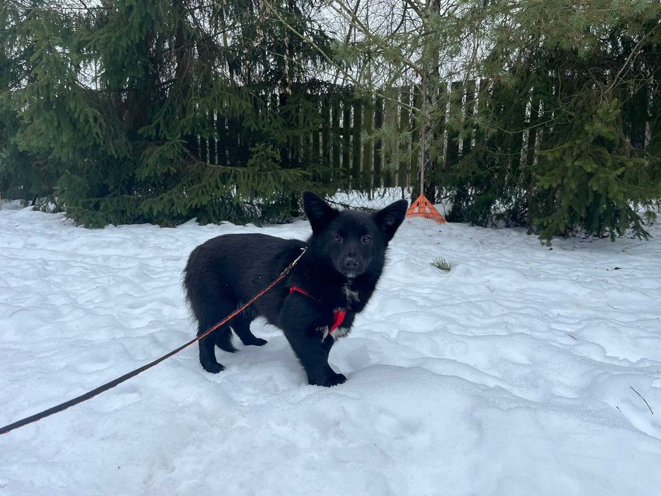 Gaja- mała, młoda sunia