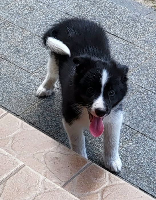 Border collie szczeniak pies