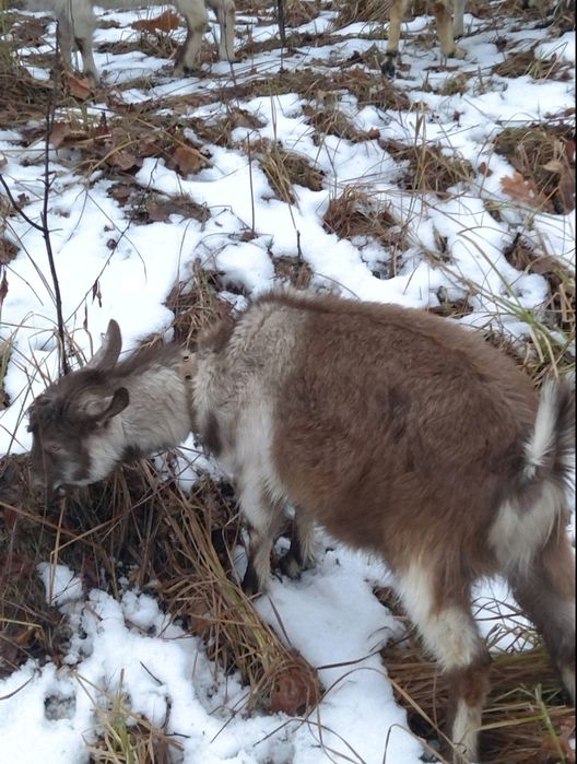Продам козу , кіз , козочок