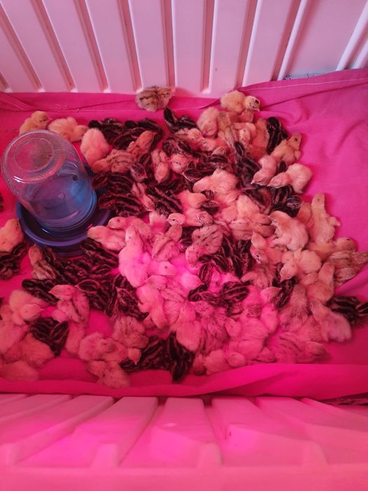 Продаж перепілок