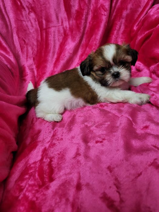 Shih-tsu fêmea maravilhosa