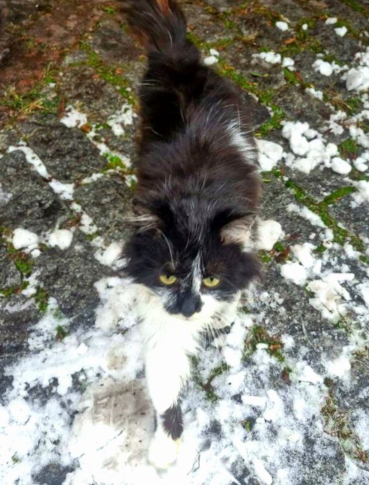 Пушистый кастрированный котёнок подросток с фронта ищет дом! Котята в