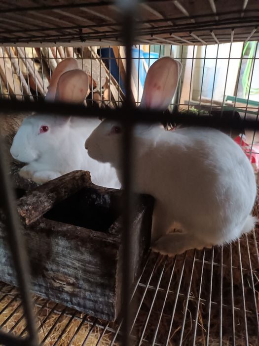 Casal Coelhos brnquinhos 5 meses