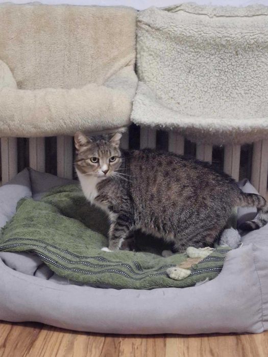 Pokochaj starszą chorą kotkę, okaż serce